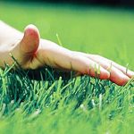 Газонная трава КАРЛИК-низкорослая и медленнорастущая